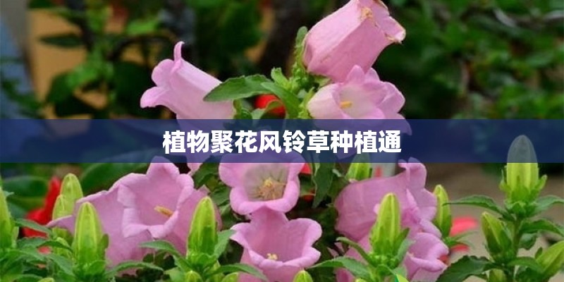 植物聚花风铃草种植通