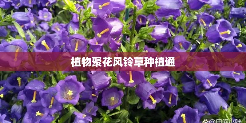 植物聚花风铃草种植通