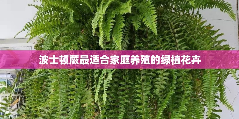 波士顿蕨最适合家庭养殖的绿植花卉