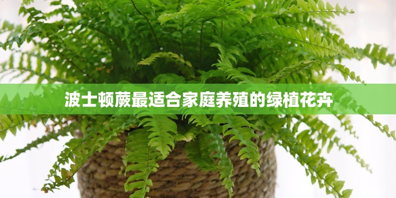 波士顿蕨最适合家庭养殖的绿植花卉