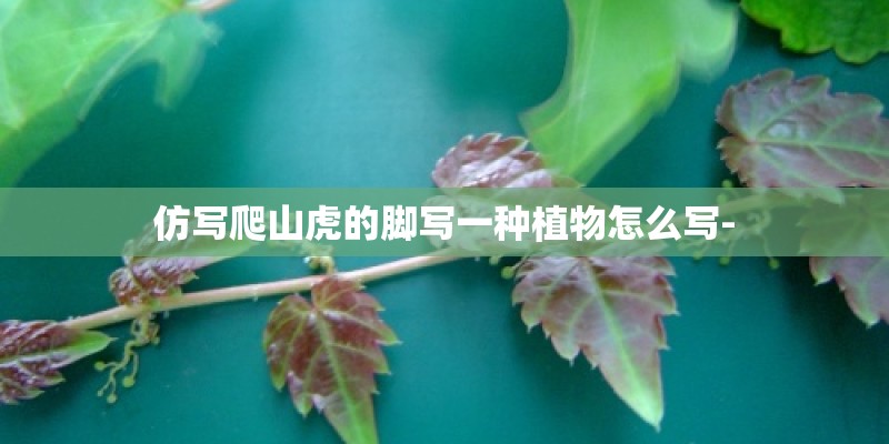 仿写爬山虎的脚写一种植物怎么写-