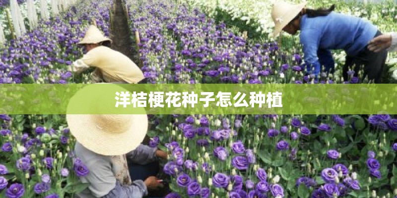 洋桔梗花种子怎么种植