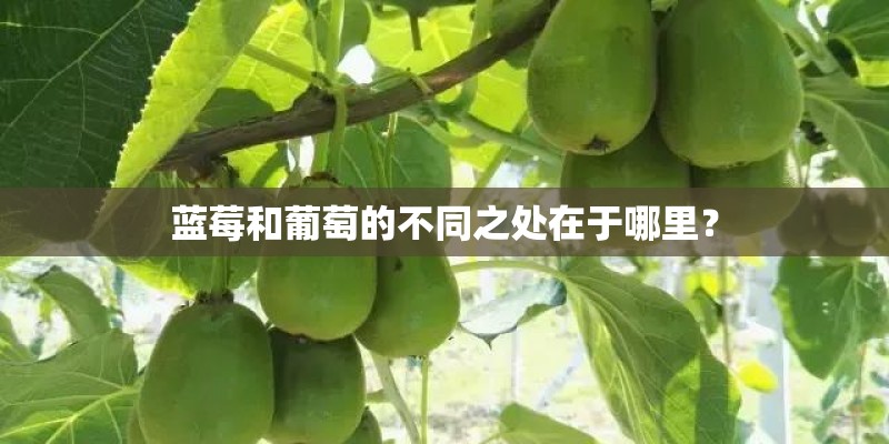 蓝莓和葡萄的不同之处在于哪里？