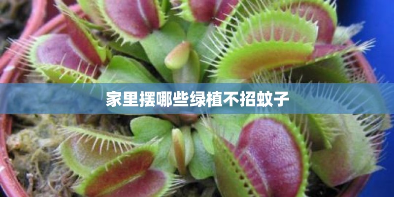 家里摆哪些绿植不招蚊子