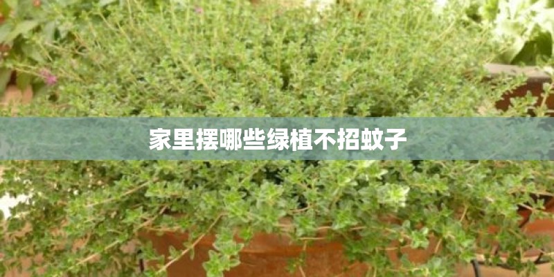 家里摆哪些绿植不招蚊子