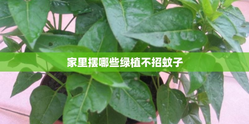 家里摆哪些绿植不招蚊子