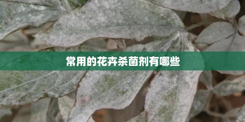 常用的花卉杀菌剂有哪些