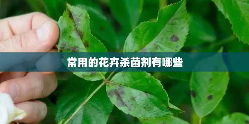 常用的花卉杀菌剂有哪些