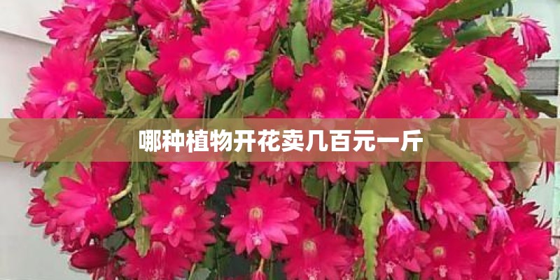 哪种植物开花卖几百元一斤