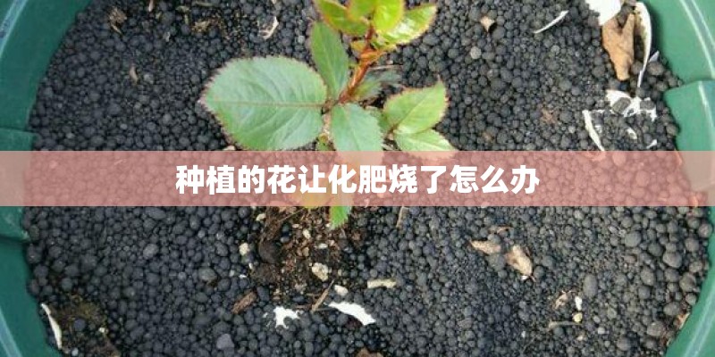 种植的花让化肥烧了怎么办