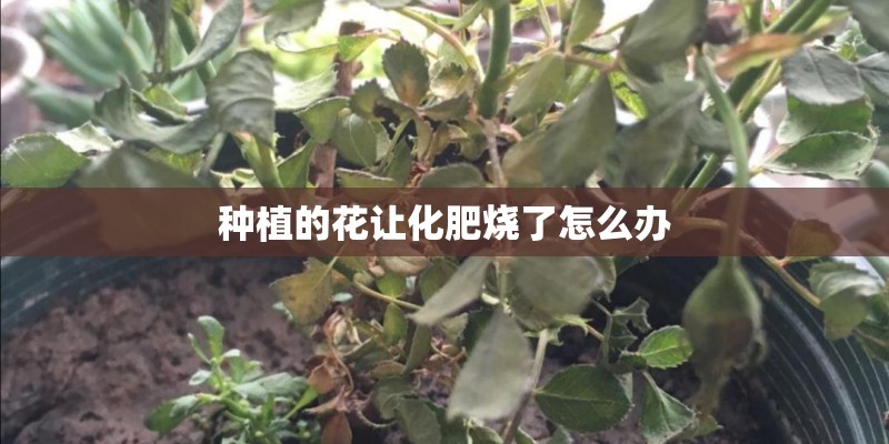种植的花让化肥烧了怎么办