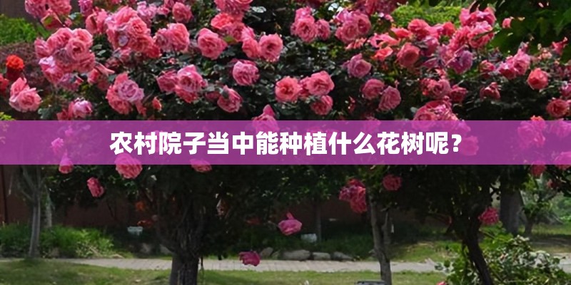 农村院子当中能种植什么花树呢？
