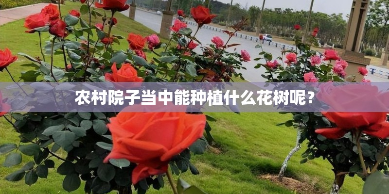 农村院子当中能种植什么花树呢？