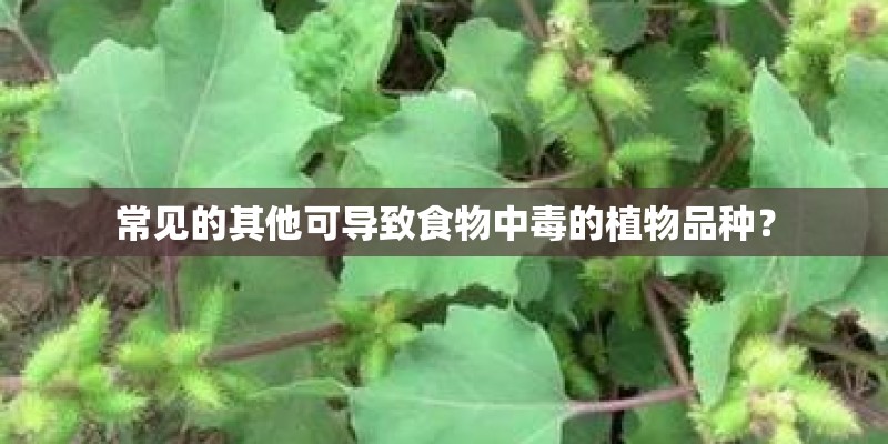 常见的其他可导致食物中毒的植物品种？