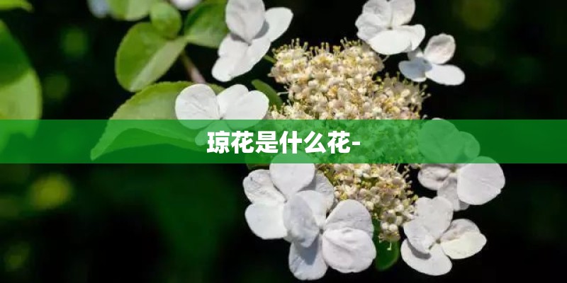 琼花是什么花-