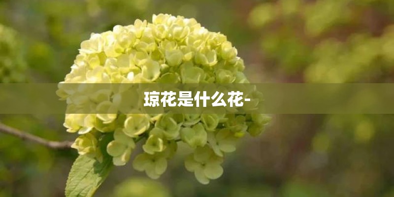 琼花是什么花-