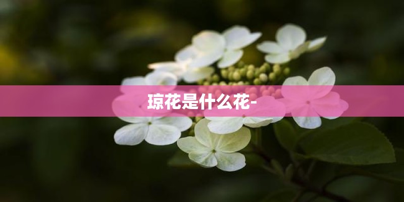 琼花是什么花-