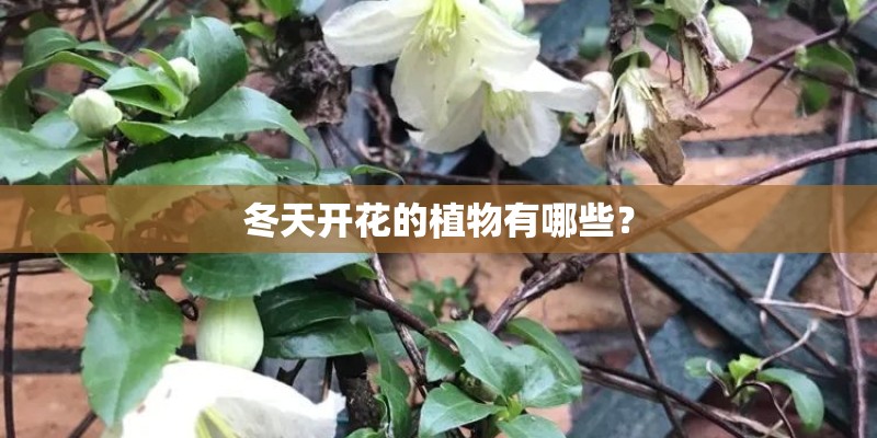 冬天开花的植物有哪些？