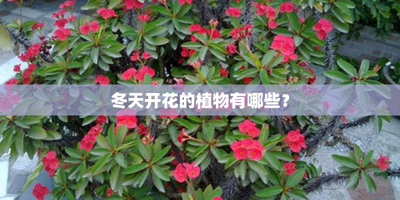 冬天开花的植物有哪些？