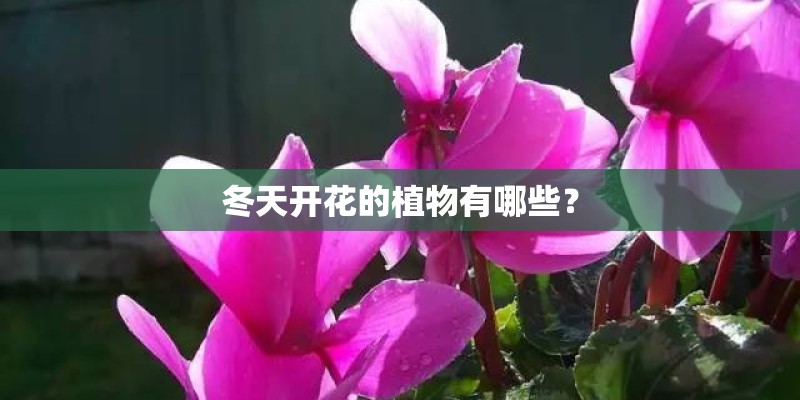 冬天开花的植物有哪些？