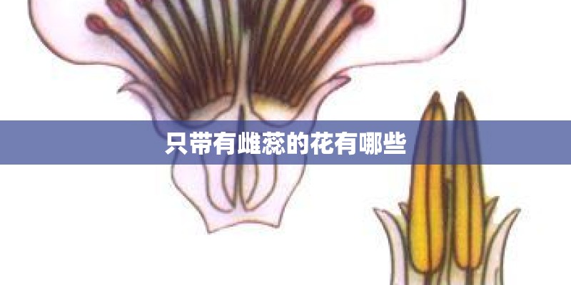 只带有雌蕊的花有哪些