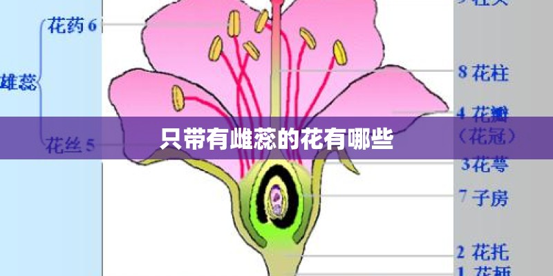 只带有雌蕊的花有哪些