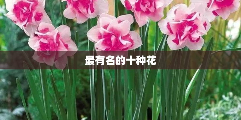 最有名的十种花