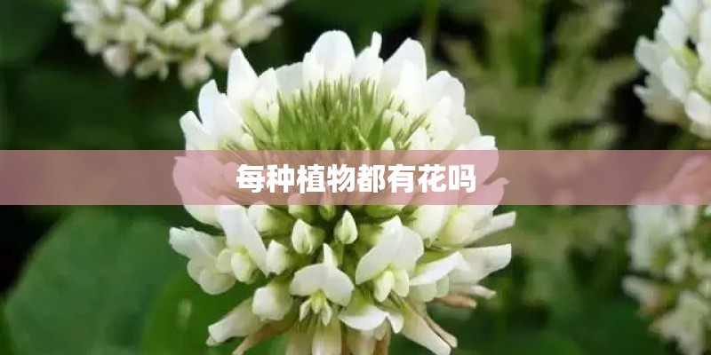 每种植物都有花吗