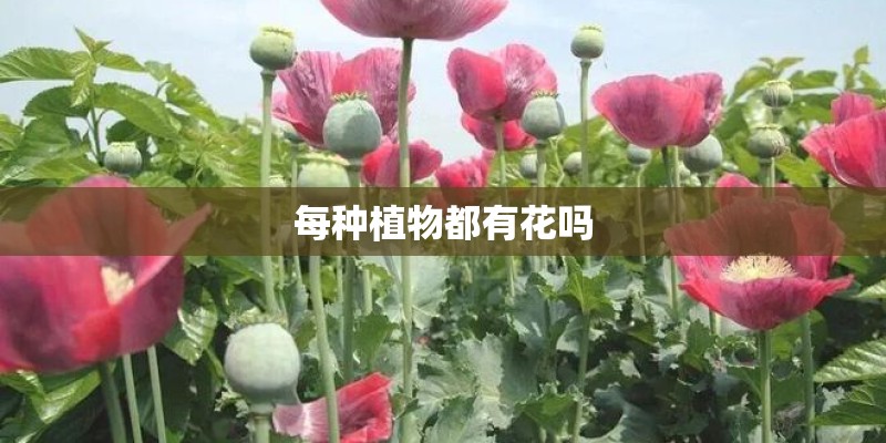 每种植物都有花吗