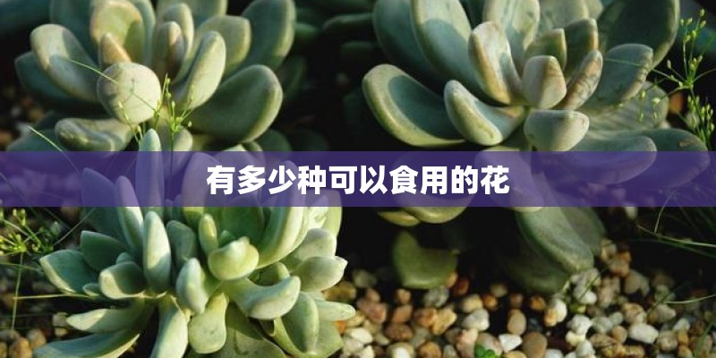 有多少种可以食用的花
