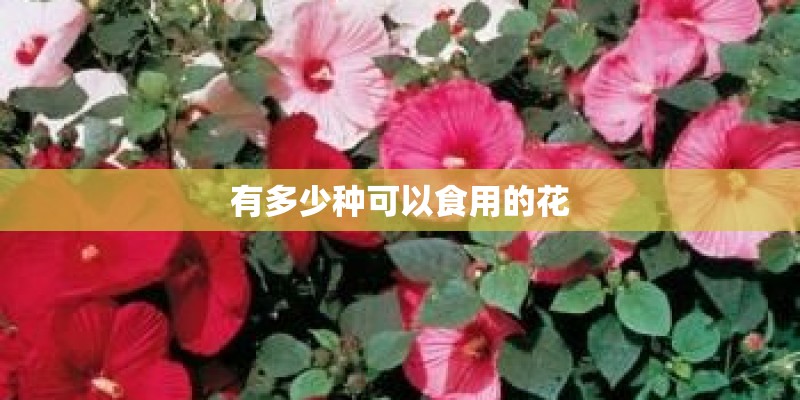 有多少种可以食用的花