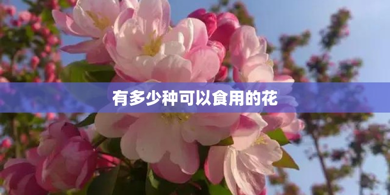 有多少种可以食用的花