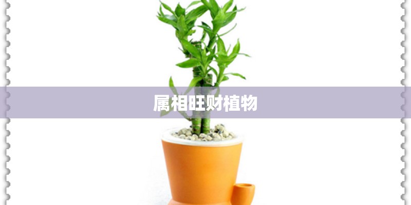 属相旺财植物