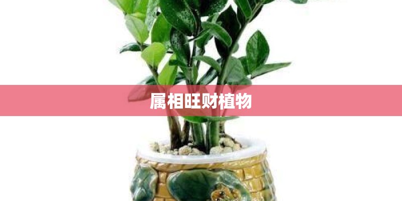 属相旺财植物