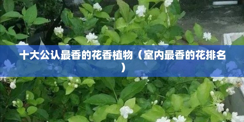 十大公认最香的花香植物（室内最香的花排名）