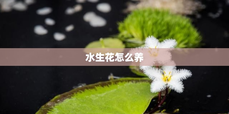 水生花怎么养