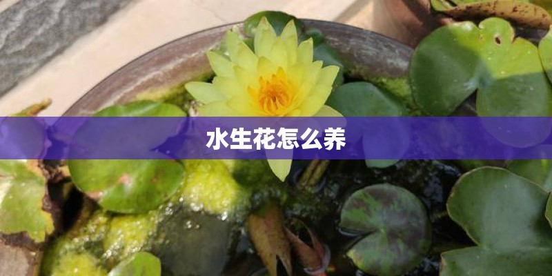 水生花怎么养