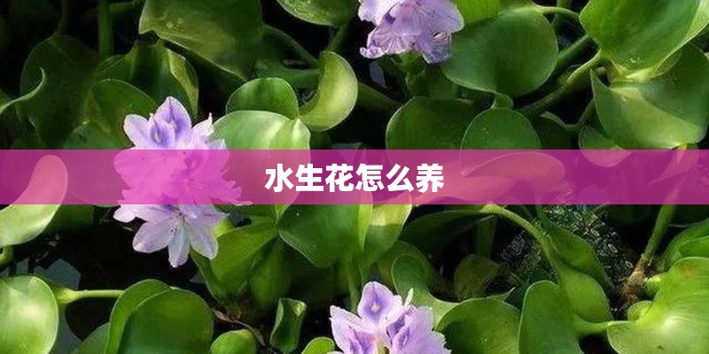 水生花怎么养