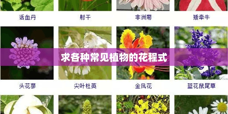 求各种常见植物的花程式