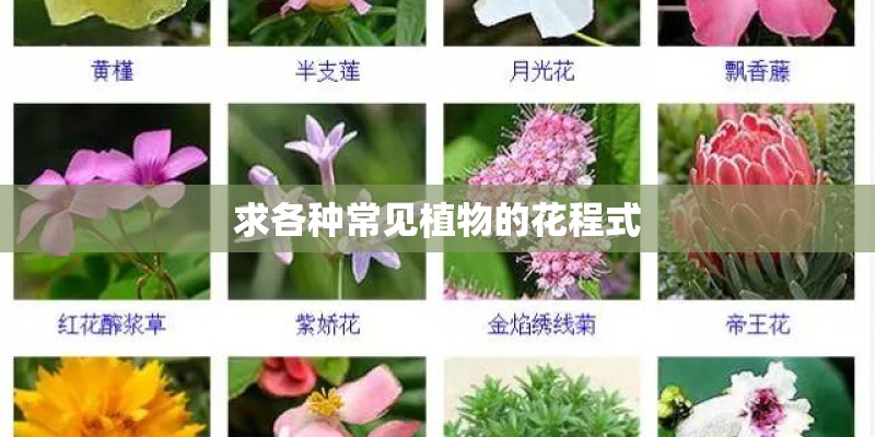 求各种常见植物的花程式