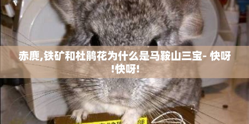 赤麂,铁矿和杜鹃花为什么是马鞍山三宝- 快呀!快呀!