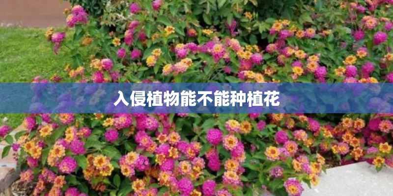 入侵植物能不能种植花
