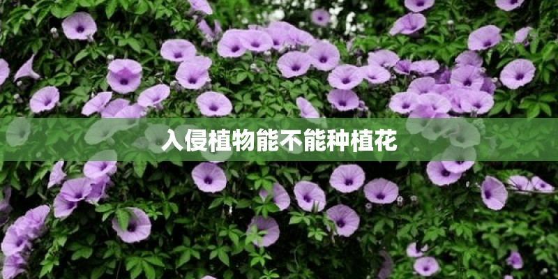 入侵植物能不能种植花