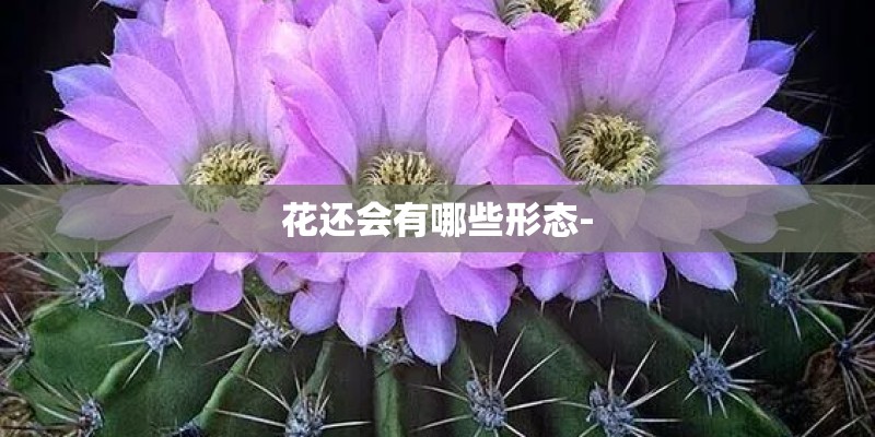 花还会有哪些形态-
