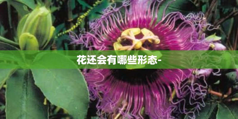 花还会有哪些形态-