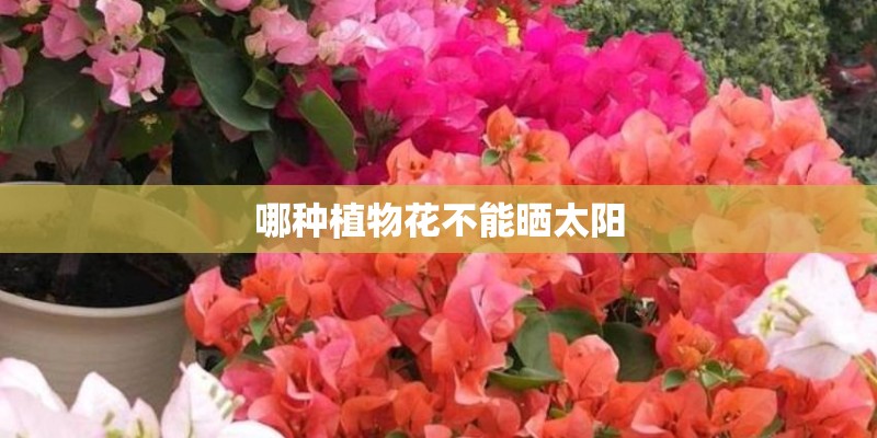 哪种植物花不能晒太阳