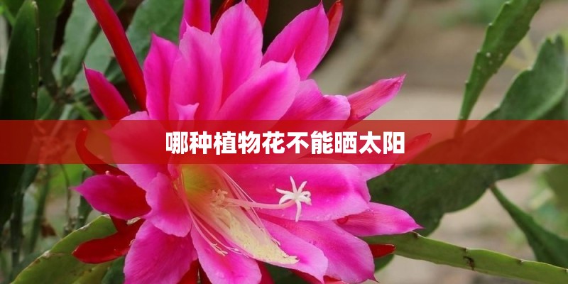 哪种植物花不能晒太阳