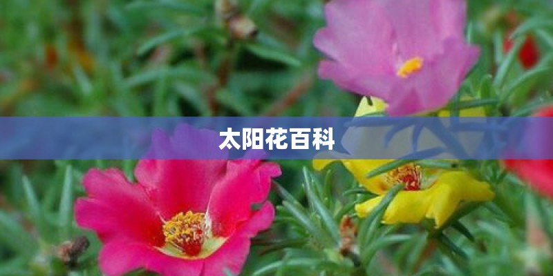 太阳花百科