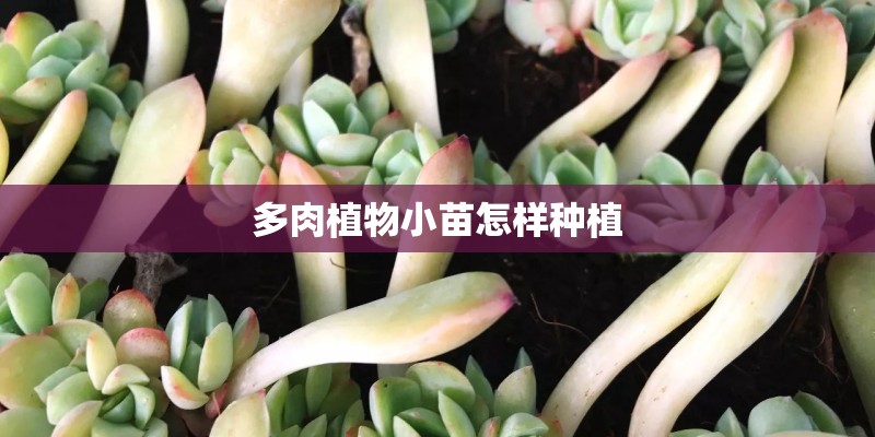 多肉植物小苗怎样种植