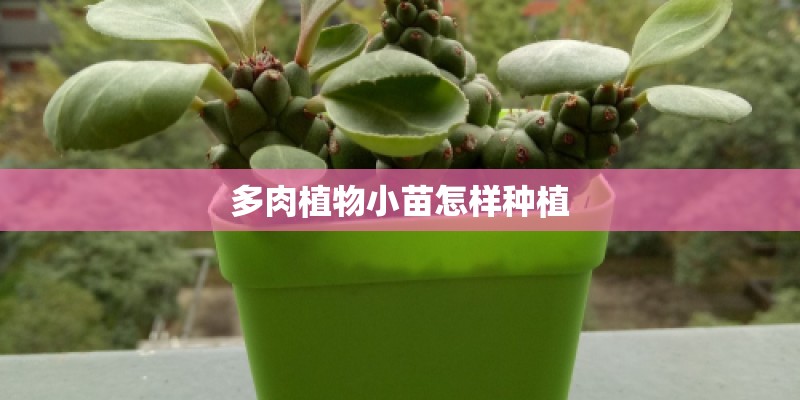 多肉植物小苗怎样种植